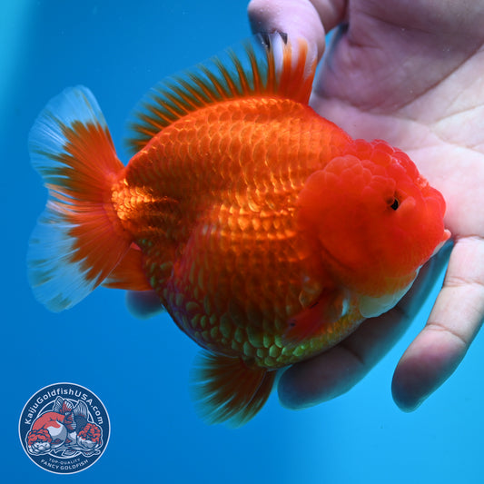 Classic Red YuanBao 4 Oranda inch Body (260424_OR03)