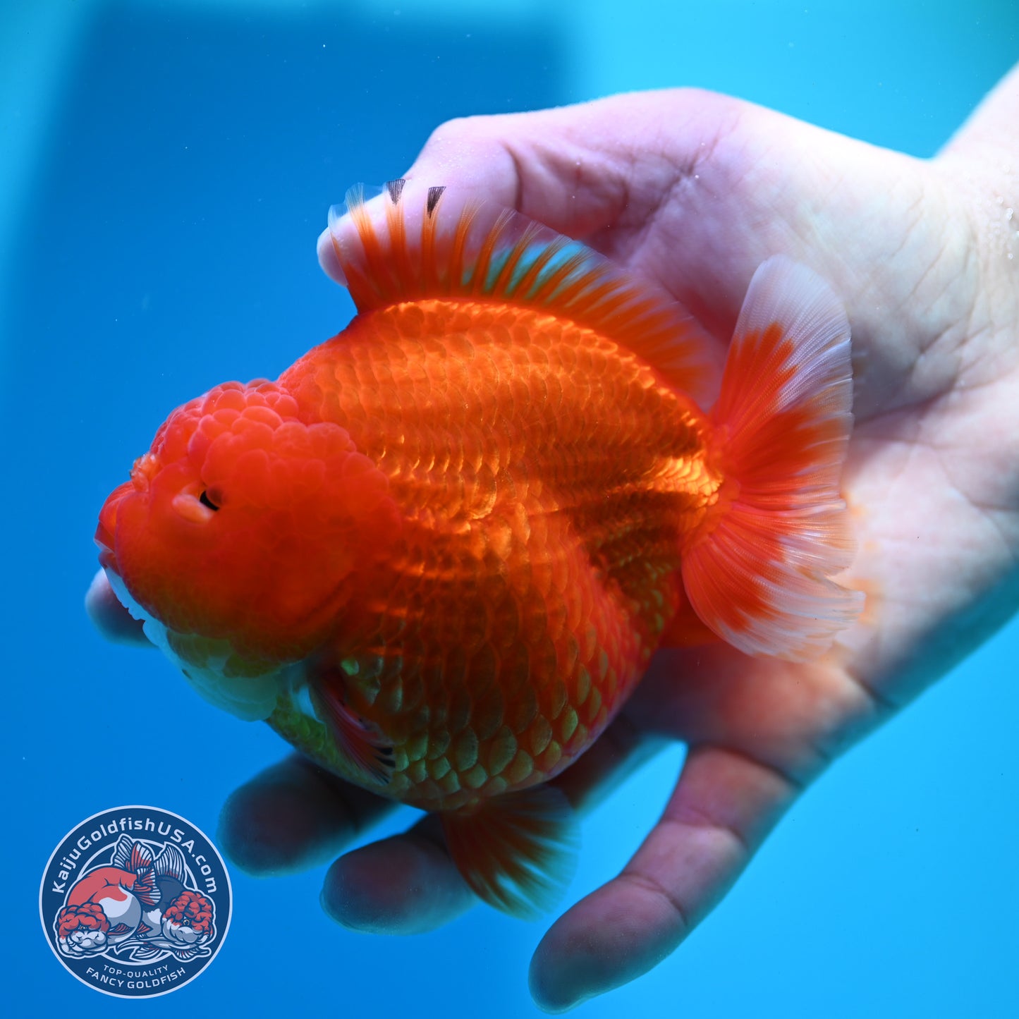 Classic Red YuanBao 4 Oranda inch Body (260424_OR03)