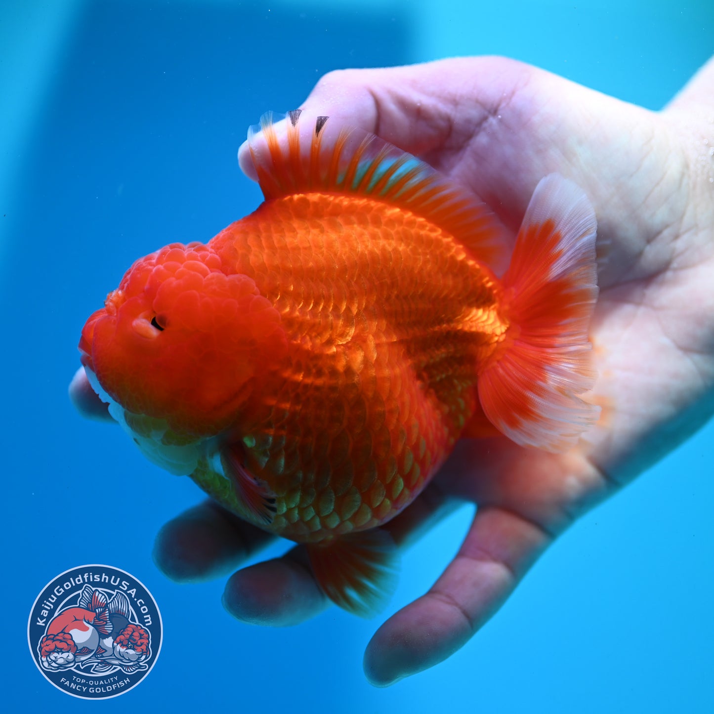 Classic Red YuanBao 4 Oranda inch Body (260424_OR03)