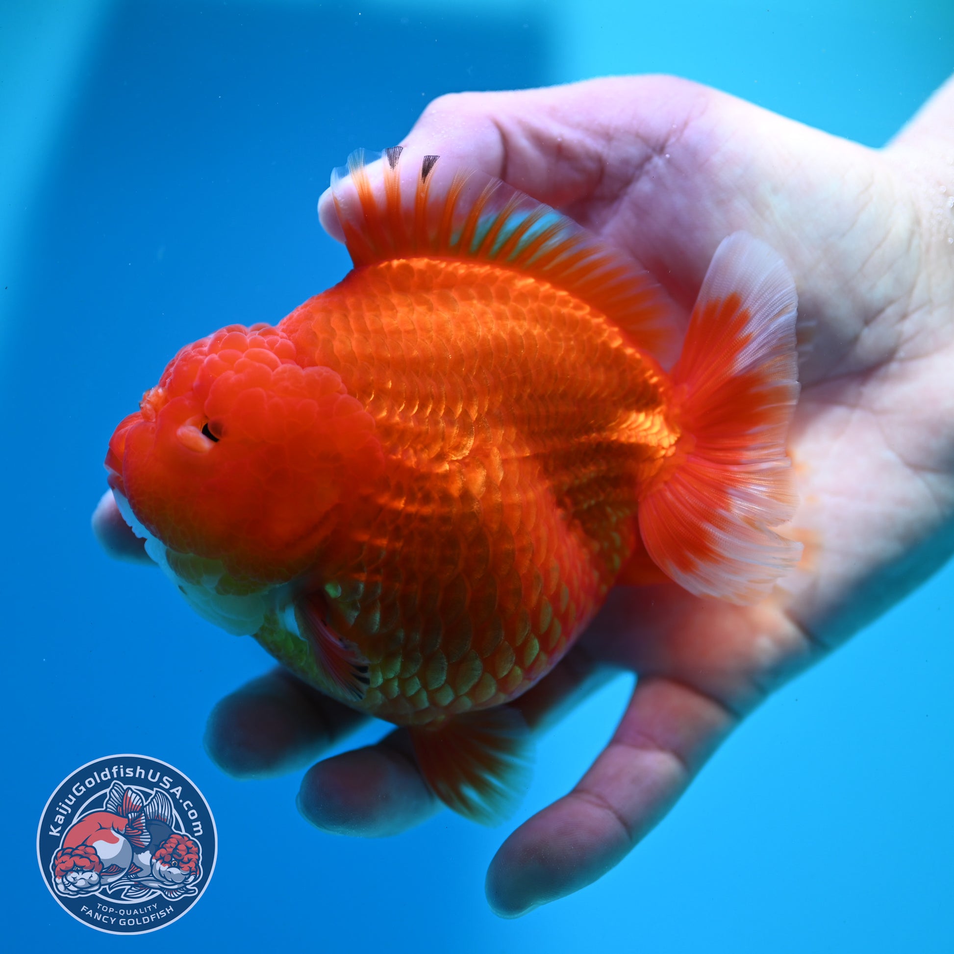 Classic Red YuanBao 4 Oranda inch Body (260424_OR03)