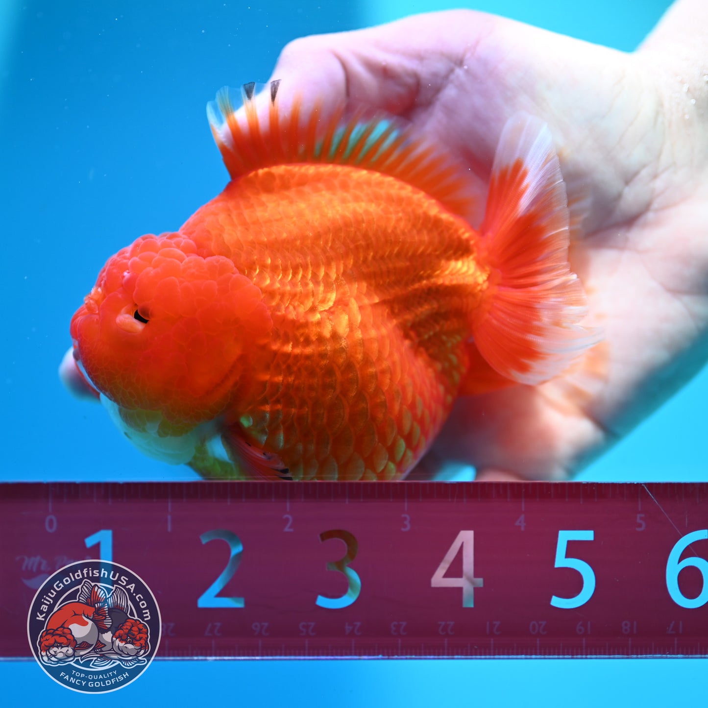 Classic Red YuanBao 4 Oranda inch Body (260424_OR03)