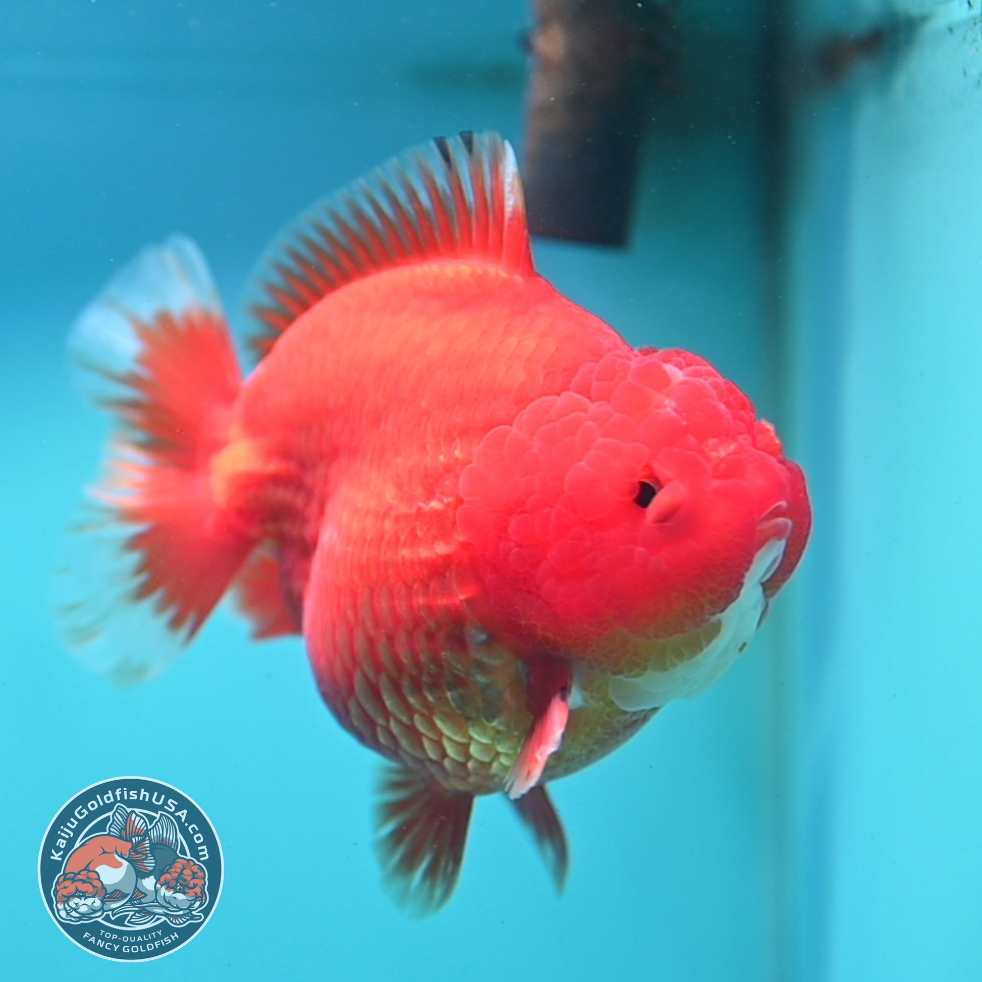 Classic Red YuanBao 4 Oranda inch Body (260424_OR03)