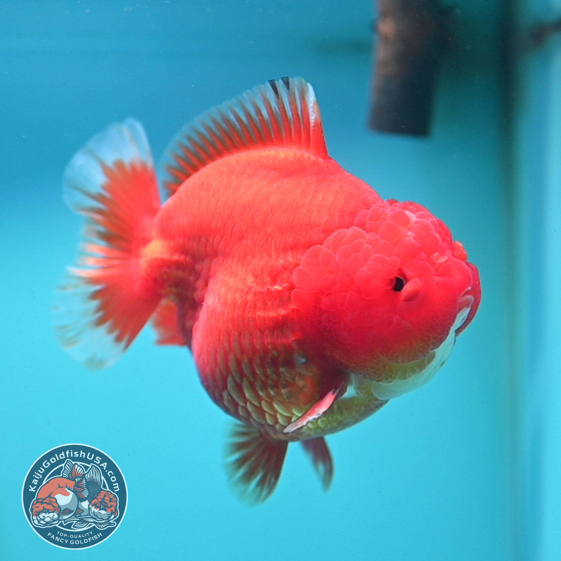 Classic Red YuanBao 4 Oranda inch Body (260424_OR03)