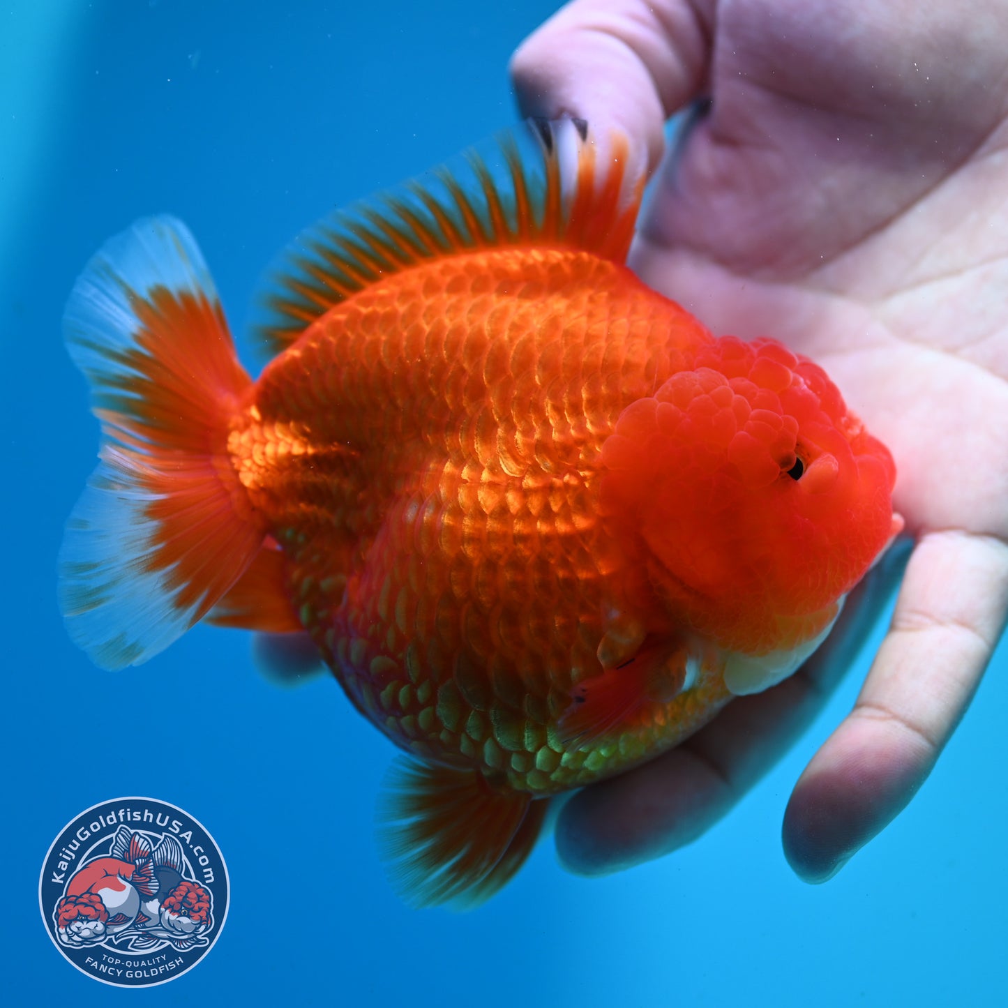 Classic Red YuanBao 4 Oranda inch Body (260424_OR03)