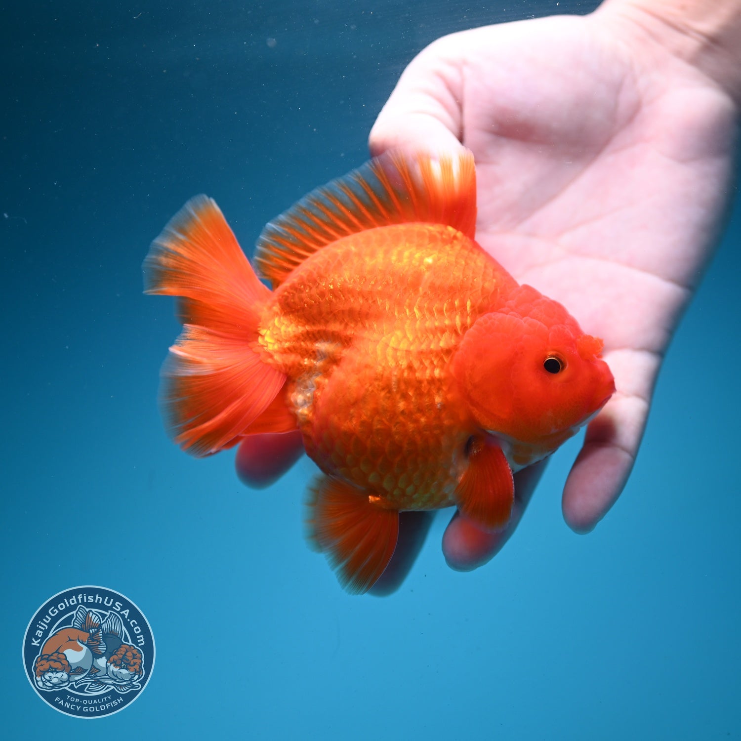 Classic Red YuanBao Oranda 4 inch Body (260626_OR01)