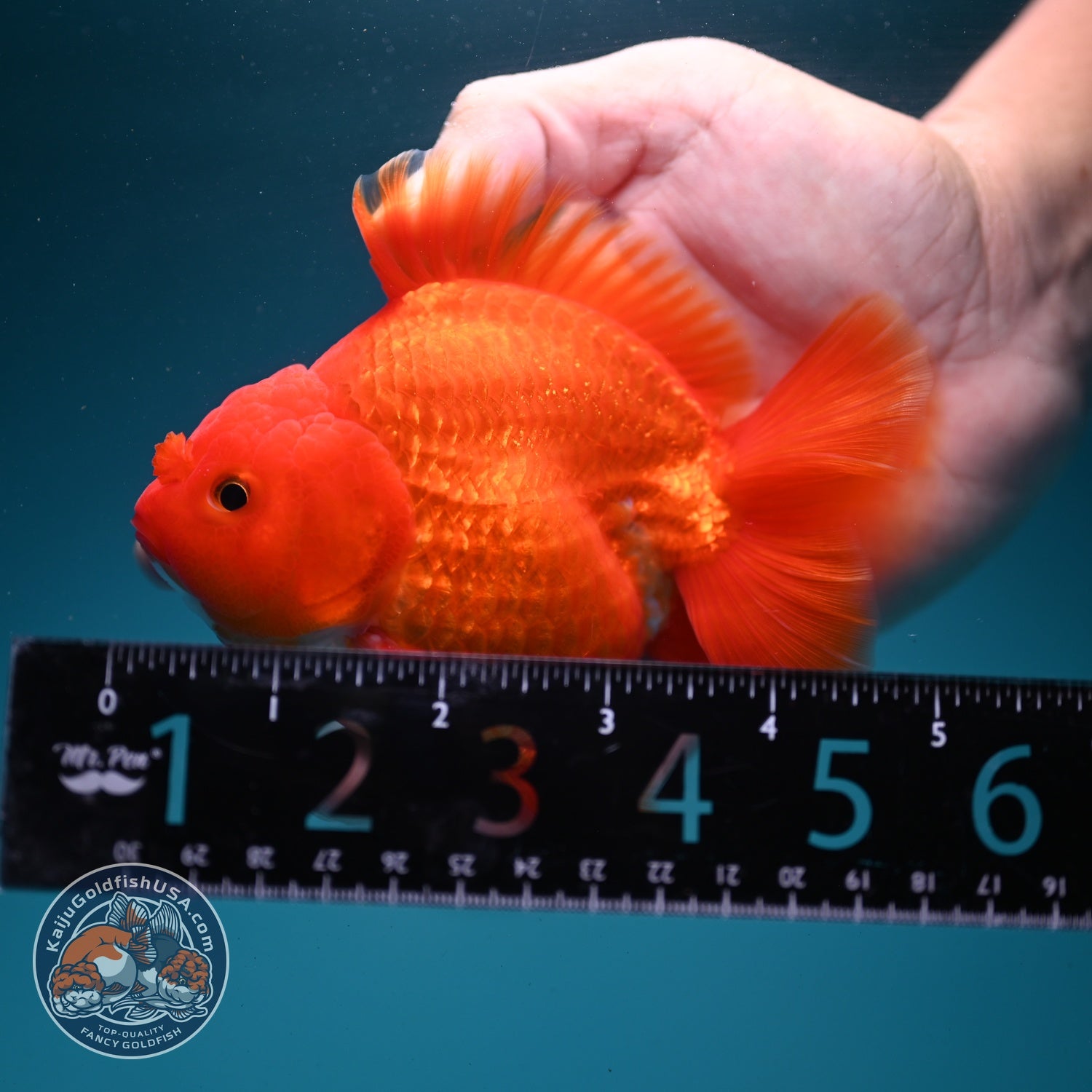 Classic Red YuanBao Oranda 4 inch Body (260626_OR01)
