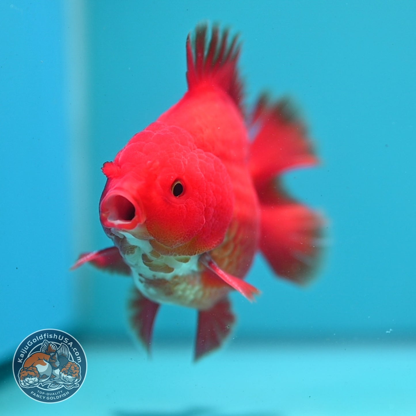Classic Red YuanBao Oranda 4 inch Body (260626_OR01)