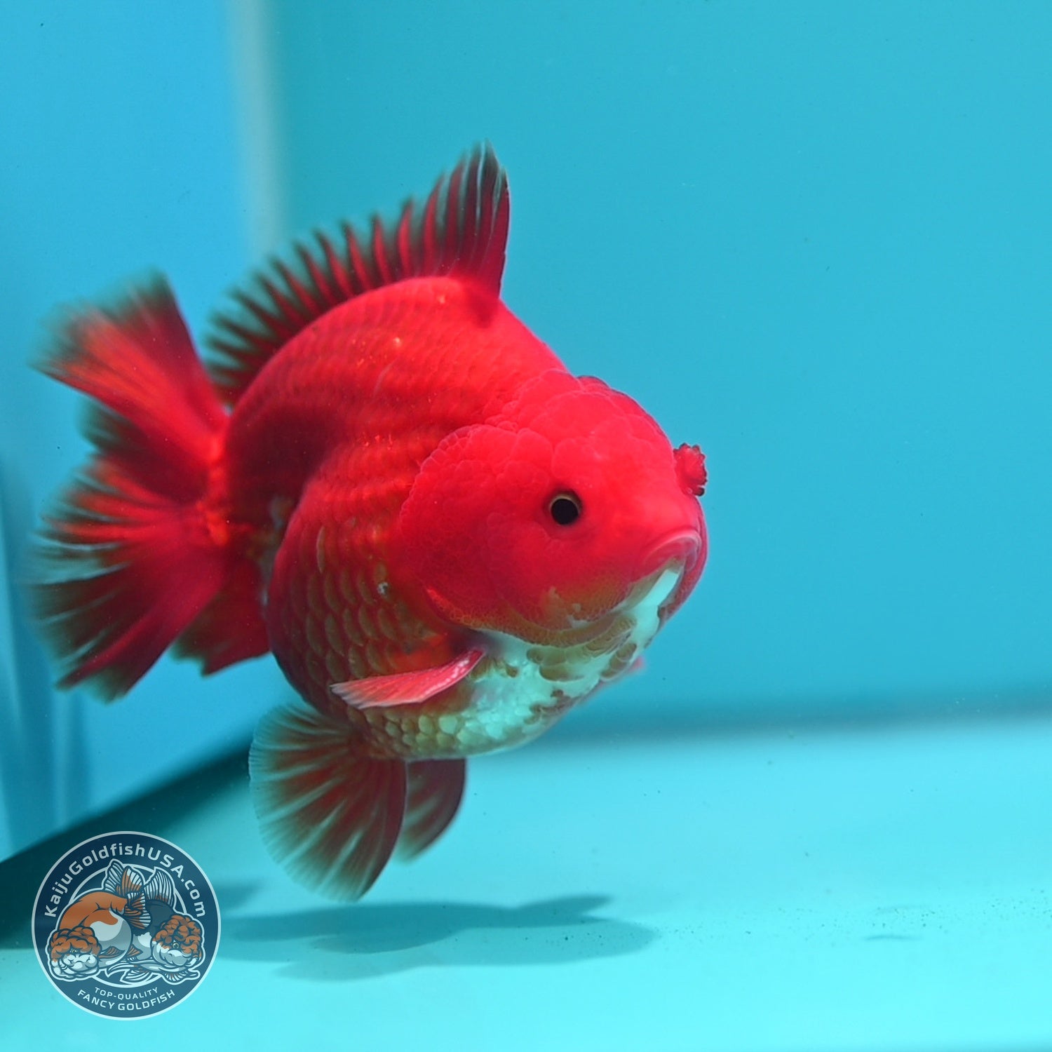 Classic Red YuanBao Oranda 4 inch Body (260626_OR01)
