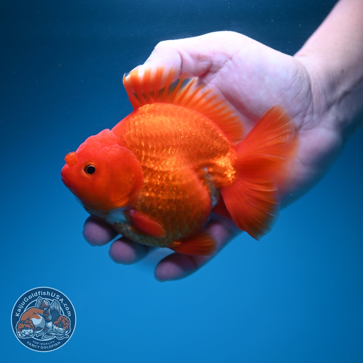Classic Red YuanBao Oranda 4 inch Body (260626_OR01)