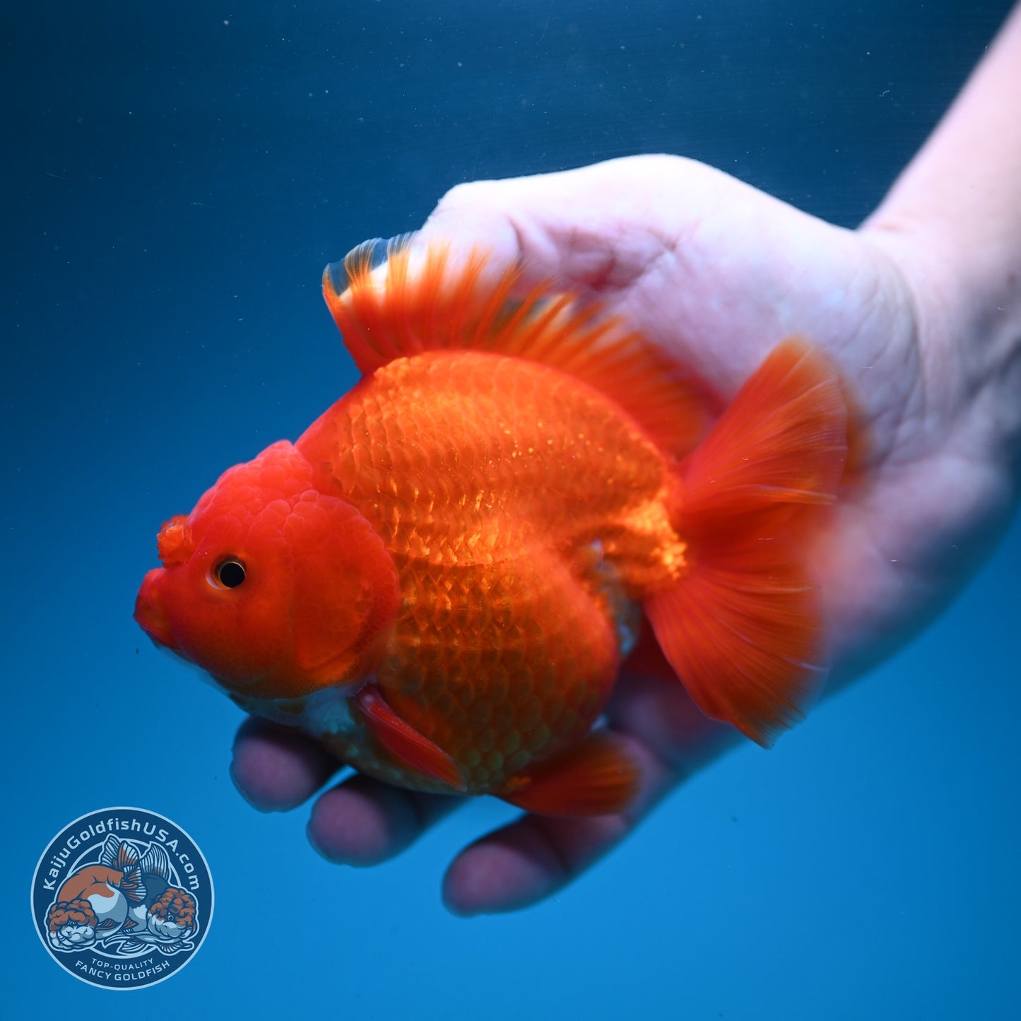 Classic Red YuanBao Oranda 4 inch Body (260626_OR01)