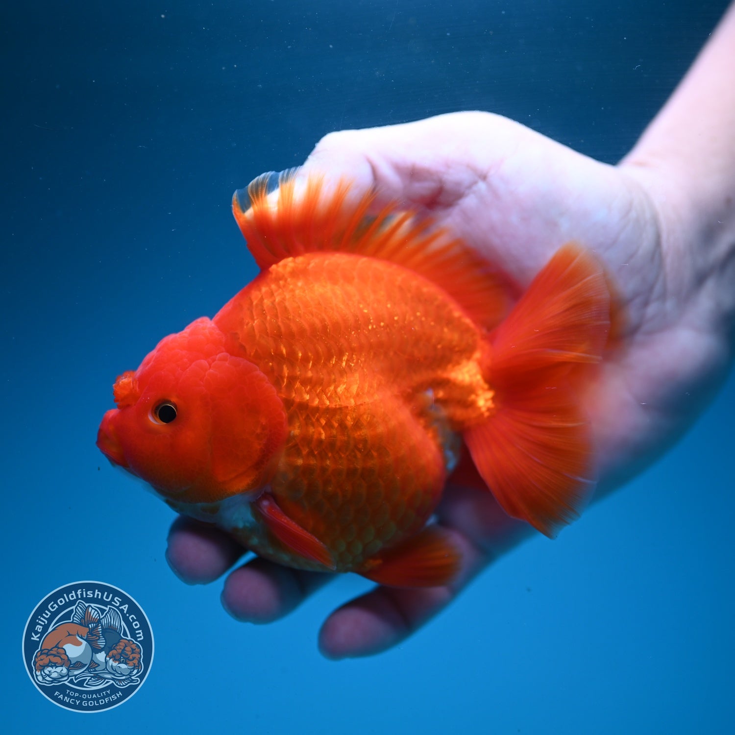 Classic Red YuanBao Oranda 4 inch Body (260626_OR01)