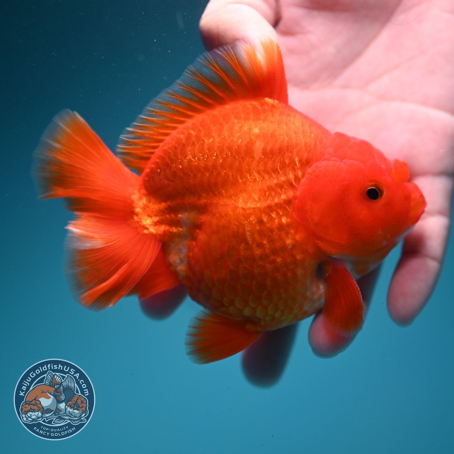 Classic Red YuanBao Oranda 4 inch Body (260626_OR01)