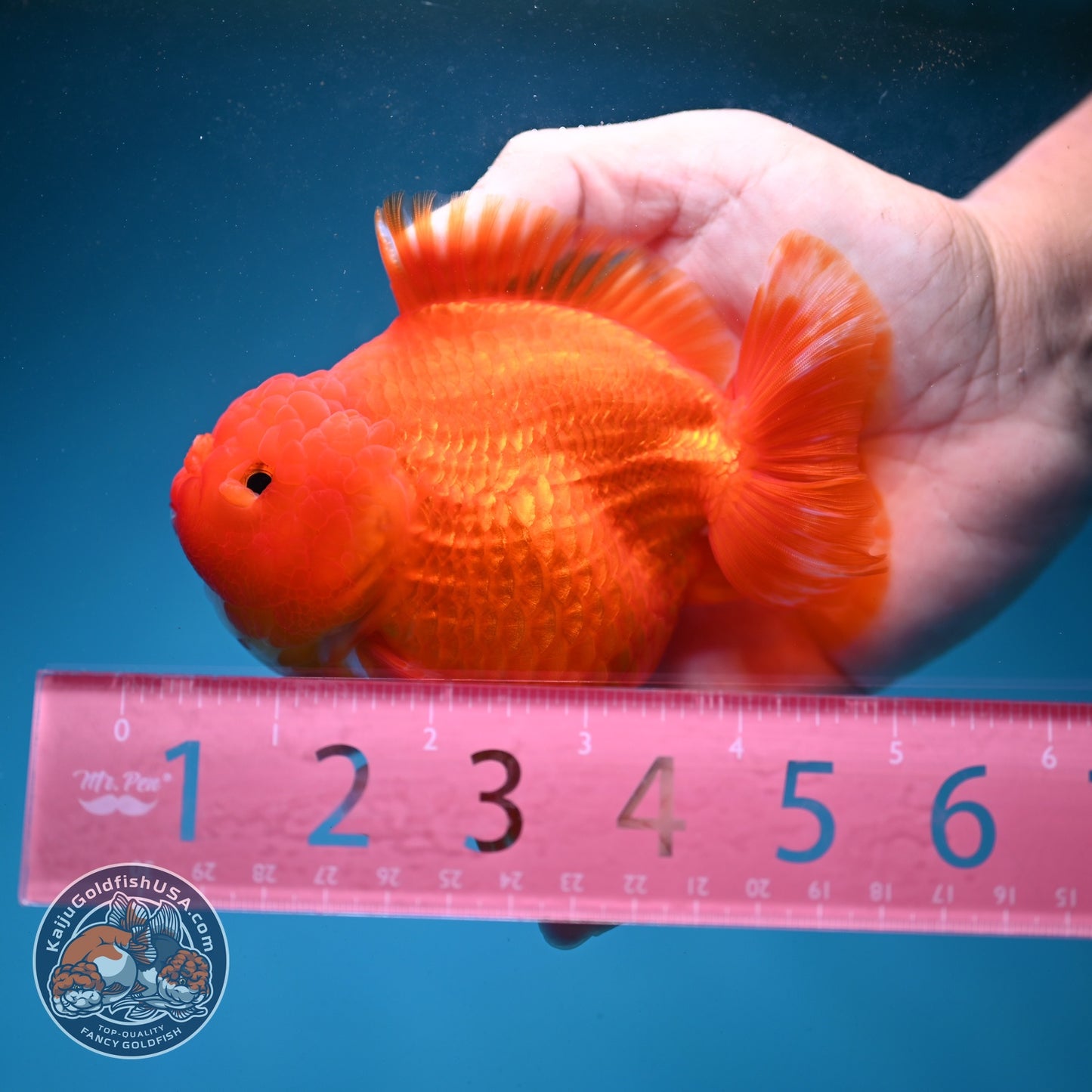 Classic Red YuanBao Oranda 4 inch Body (260821_OR22)