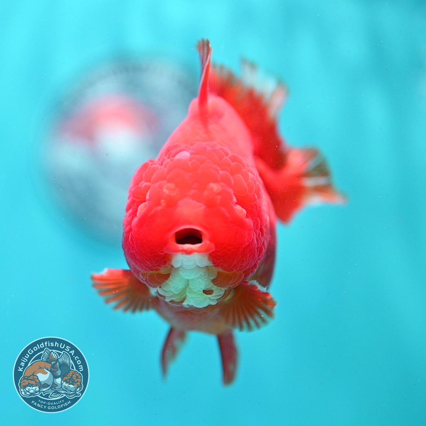 Classic Red YuanBao Oranda 4 inch Body (260821_OR22)