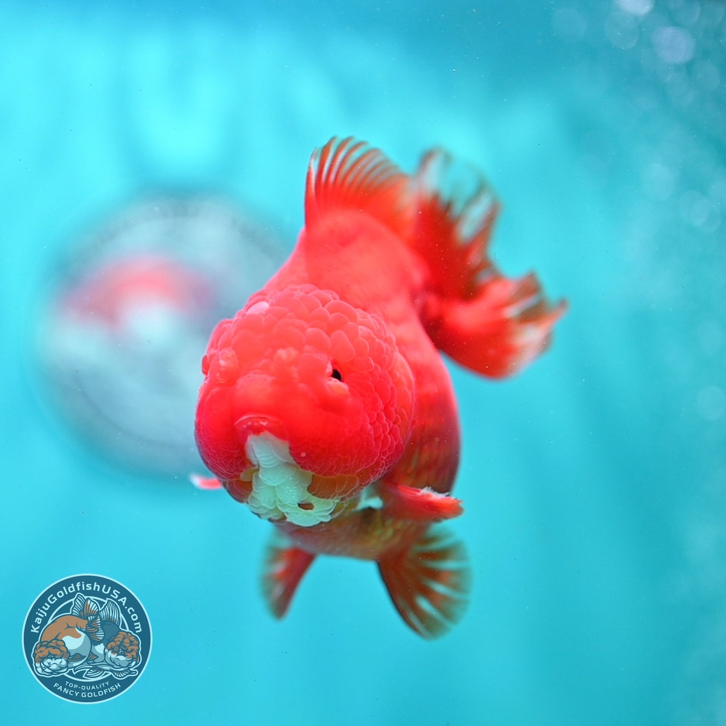 Classic Red YuanBao Oranda 4 inch Body (260821_OR22)