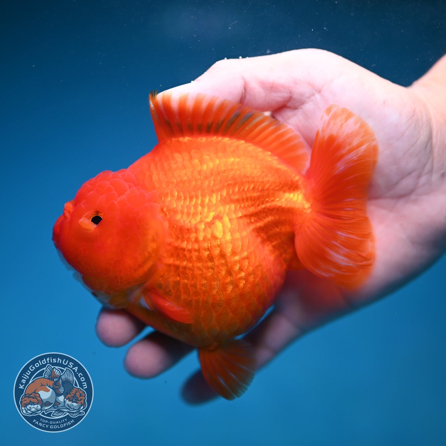 Classic Red YuanBao Oranda 4 inch Body (260821_OR22)