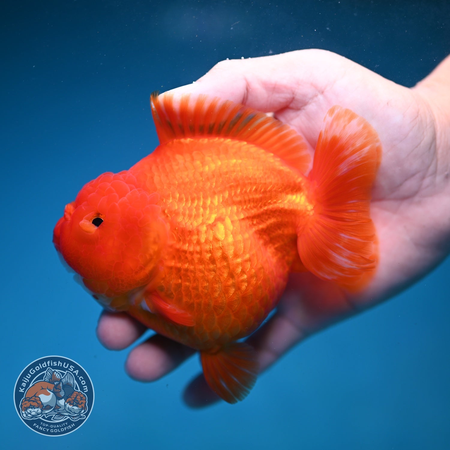 Classic Red YuanBao Oranda 4 inch Body (260821_OR22)