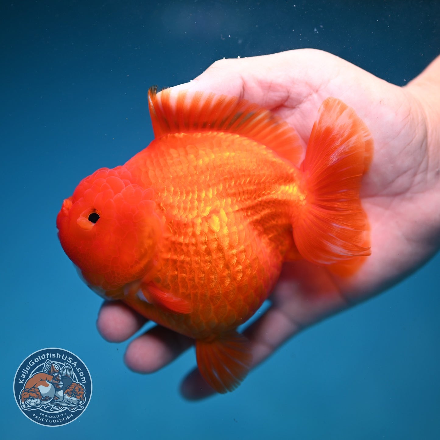 Classic Red YuanBao Oranda 4 inch Body (260821_OR22)