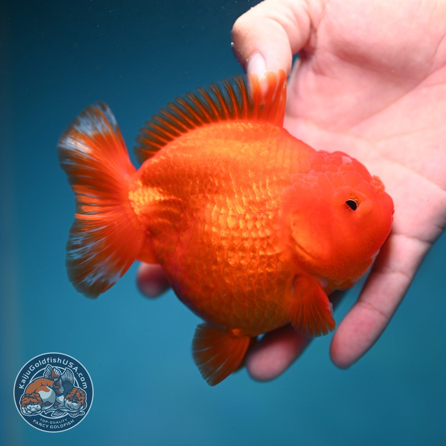 Classic Red YuanBao Oranda 4 inch Body (260821_OR22)