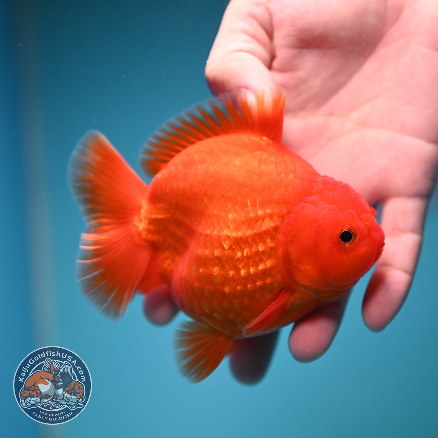 Classic Red YuanBao Oranda 4 inch Body (260828_OR16)