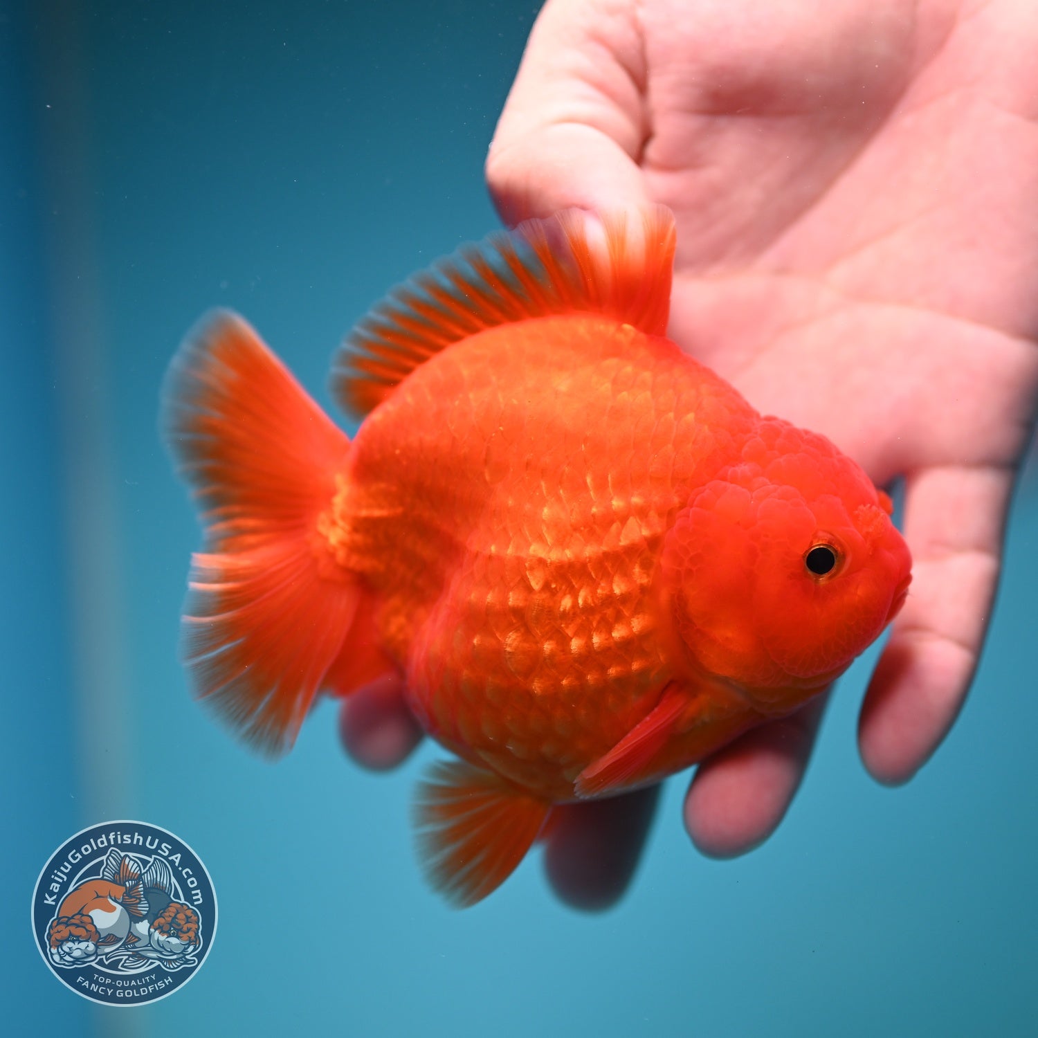 Classic Red YuanBao Oranda 4 inch Body (260828_OR16)