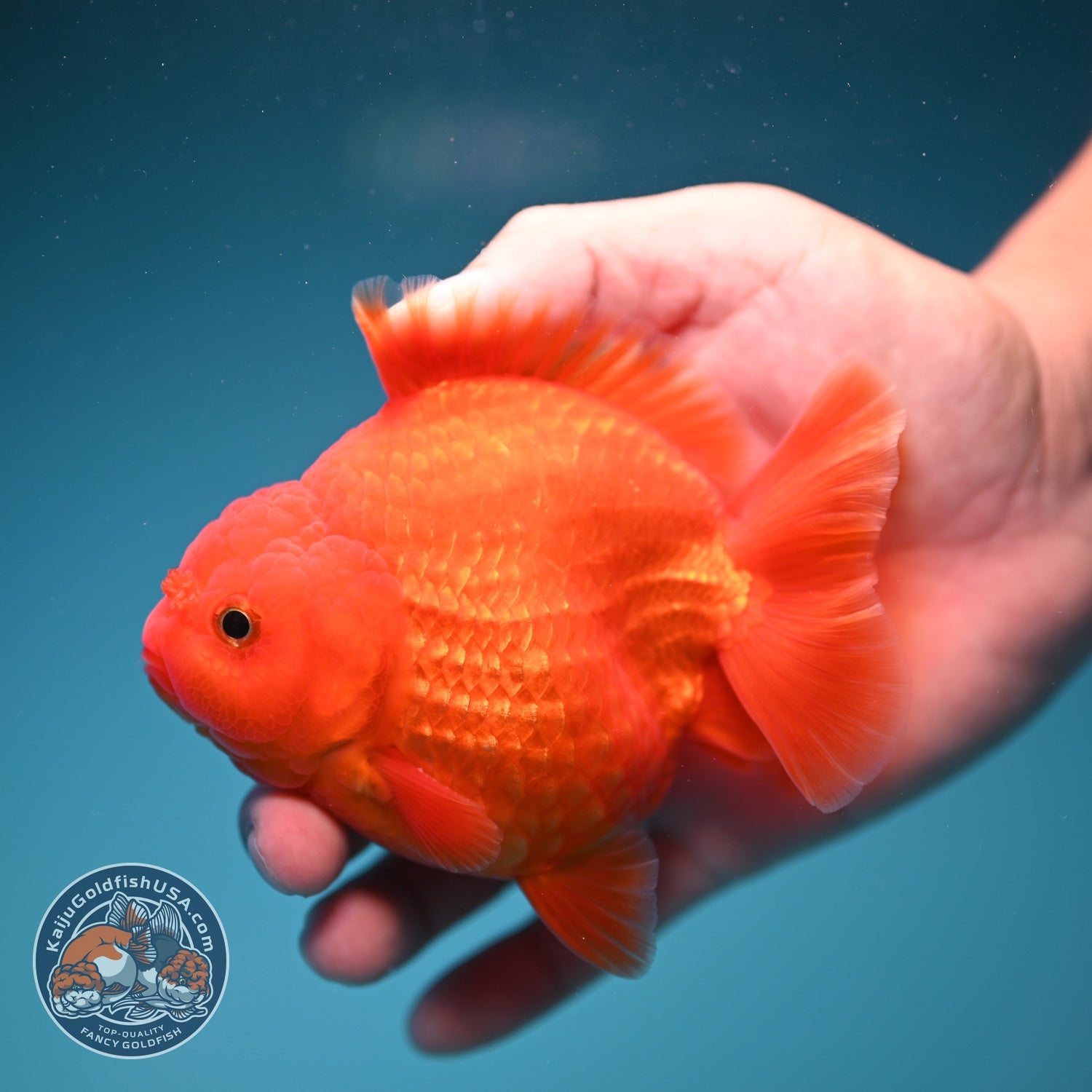 Classic Red YuanBao Oranda 4 inch Body (260828_OR16)