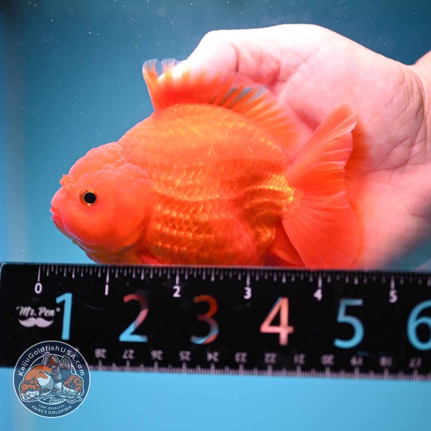 Classic Red YuanBao Oranda 4 inch Body (260828_OR16)