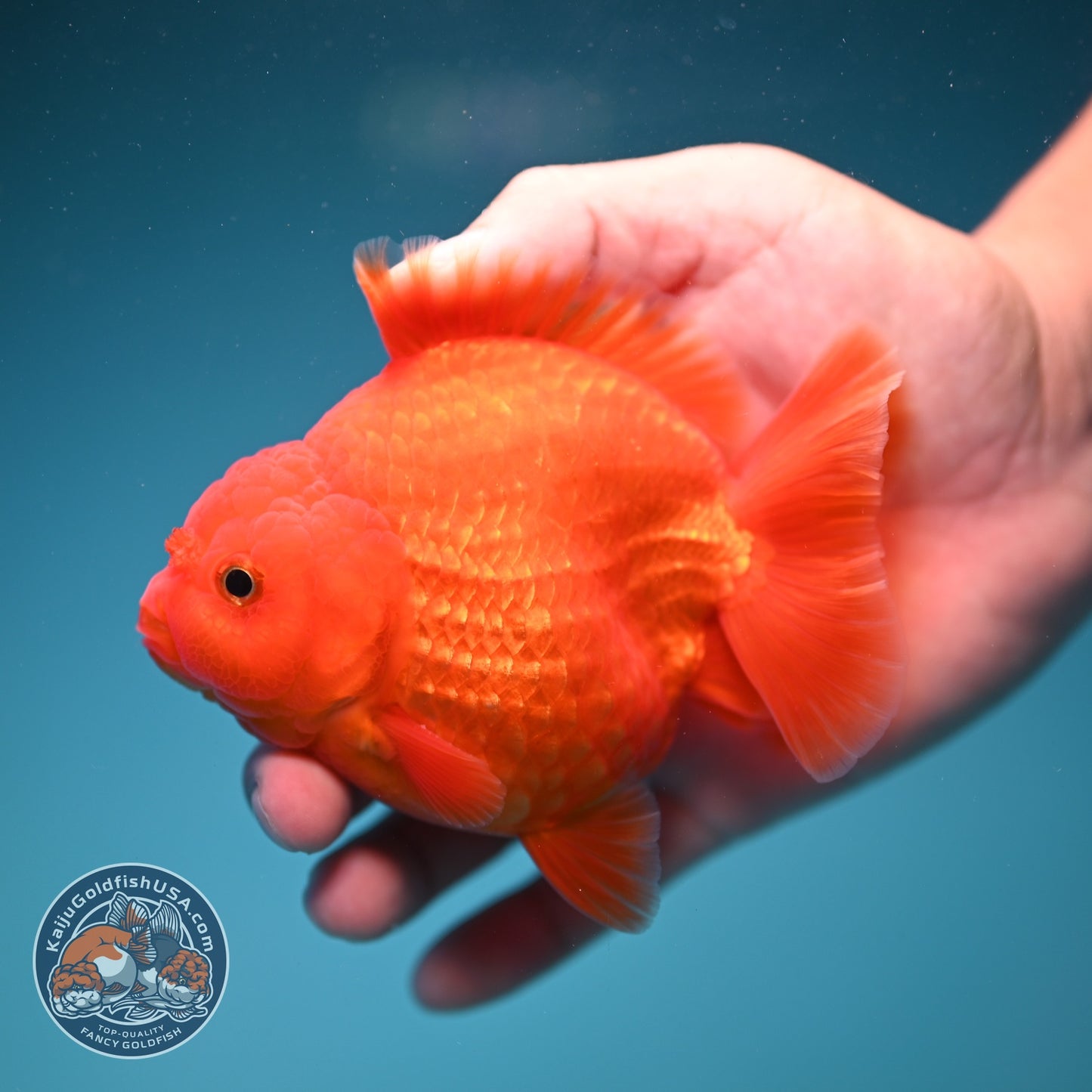 Classic Red YuanBao Oranda 4 inch Body (260828_OR16)