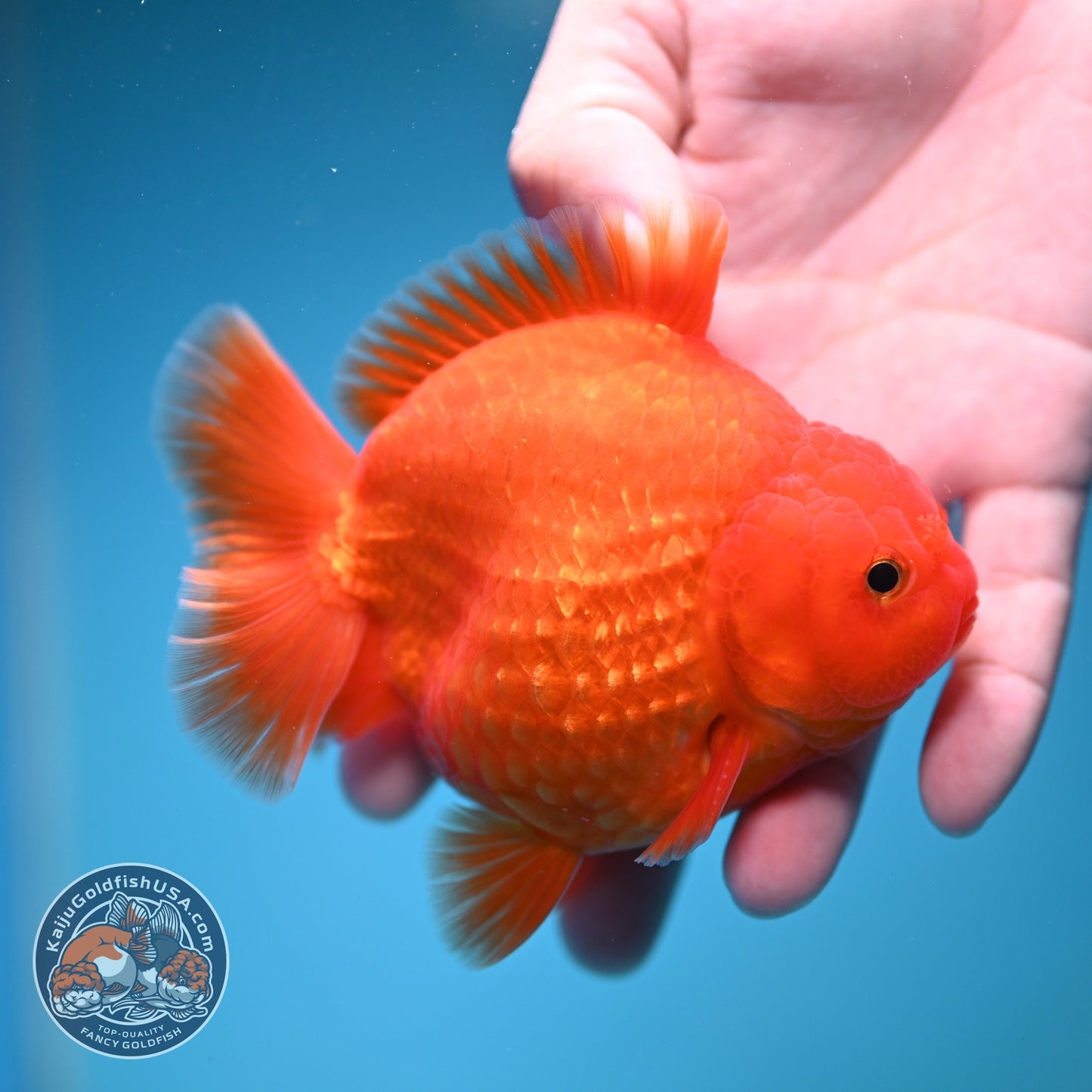 Classic Red YuanBao Oranda 4 inch Body (260828_OR16)