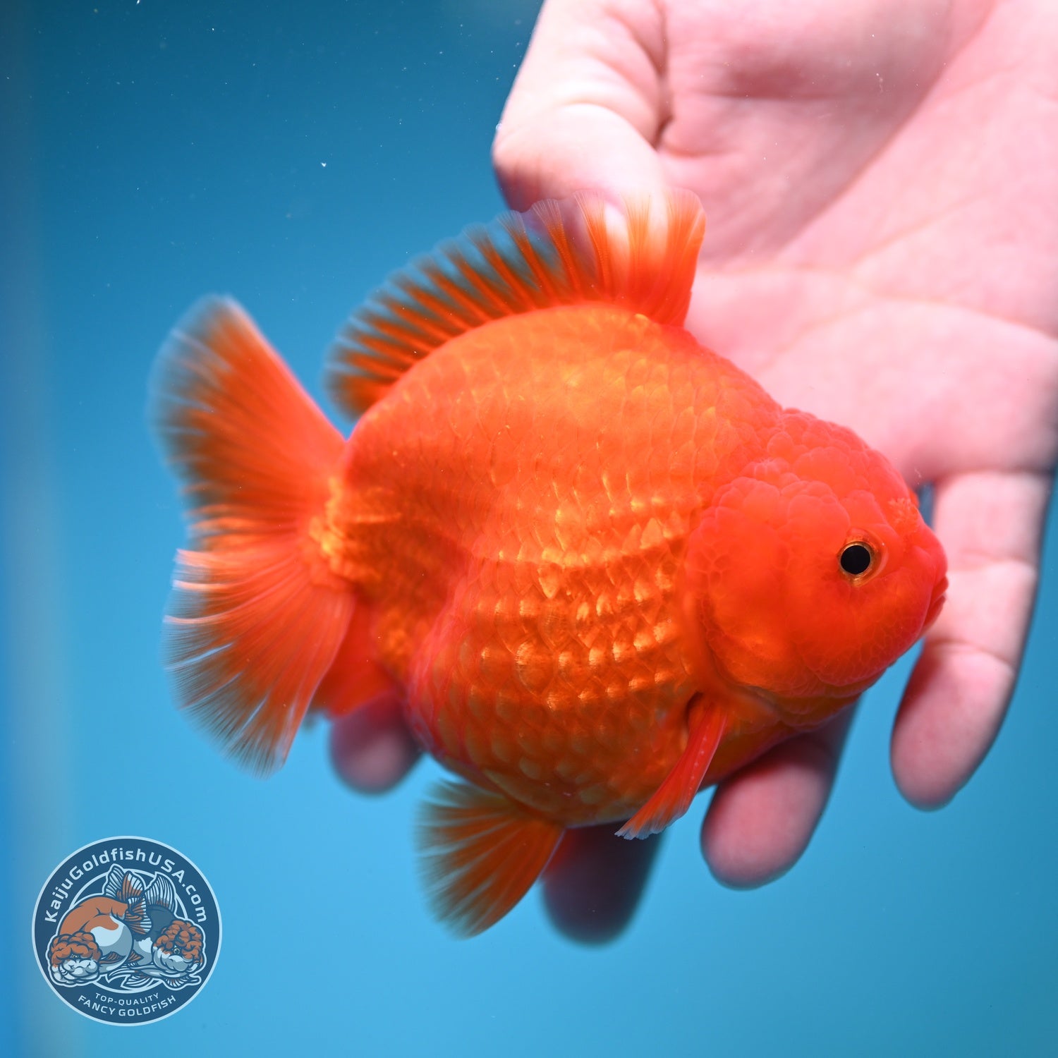 Classic Red YuanBao Oranda 4 inch Body (260828_OR16)