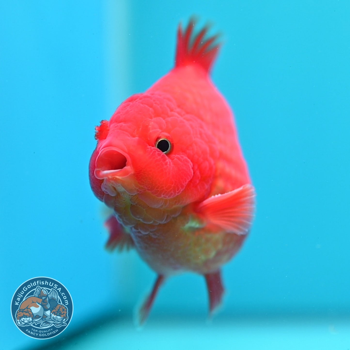 Classic Red YuanBao Oranda 4 inch Body (260828_OR16)