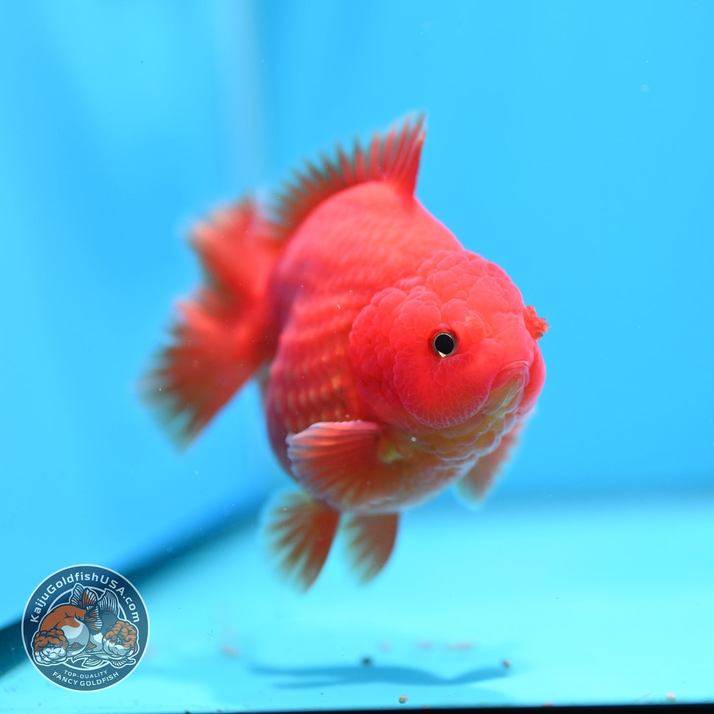 Classic Red YuanBao Oranda 4 inch Body (260828_OR16)