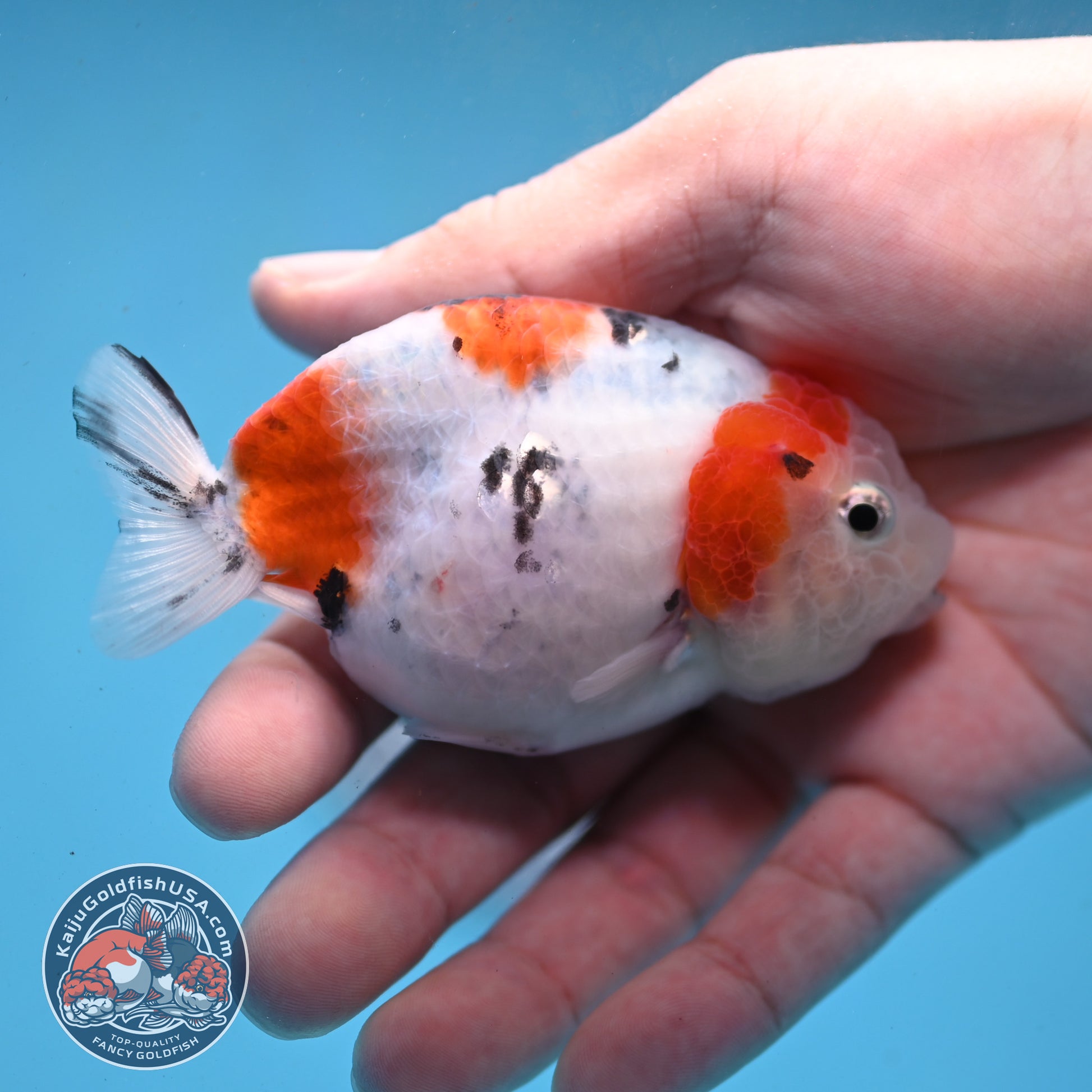 Cow Ranchu 3 inch Body (260227_RC03)