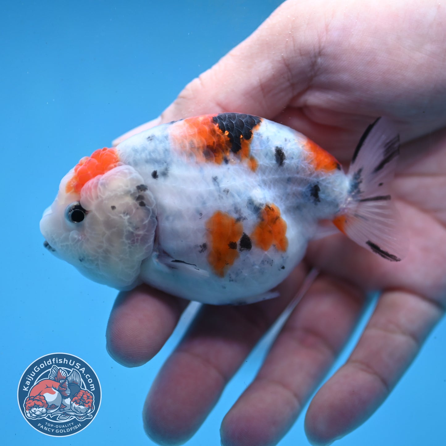 Cow Ranchu 3 inch Body (260227_RC03)
