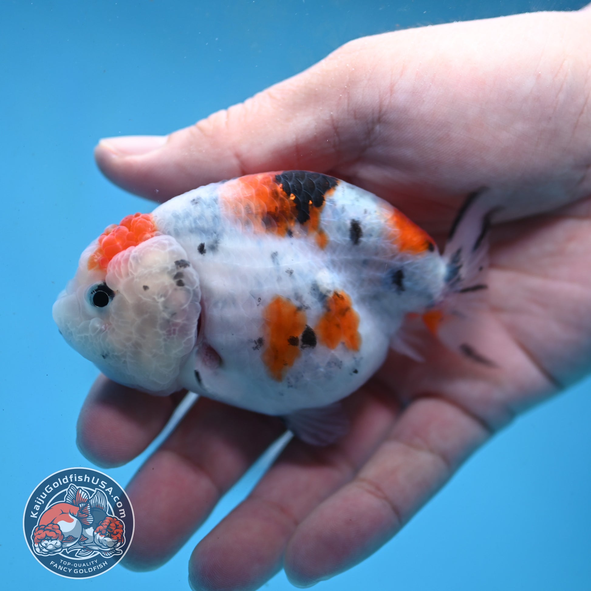 Cow Ranchu 3 inch Body (260227_RC03)