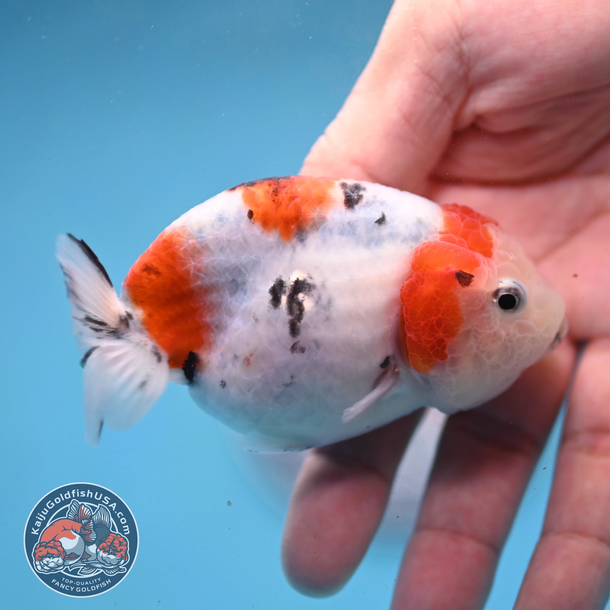 Cow Ranchu 3 inch Body (260227_RC03)