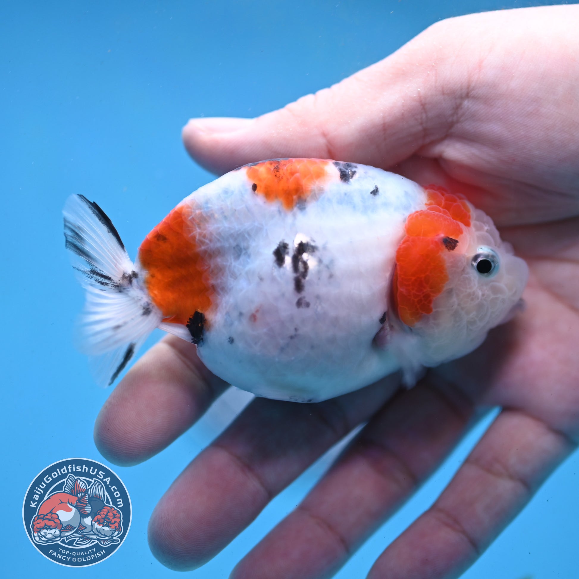 Cow Ranchu 3 inch Body (260227_RC03)