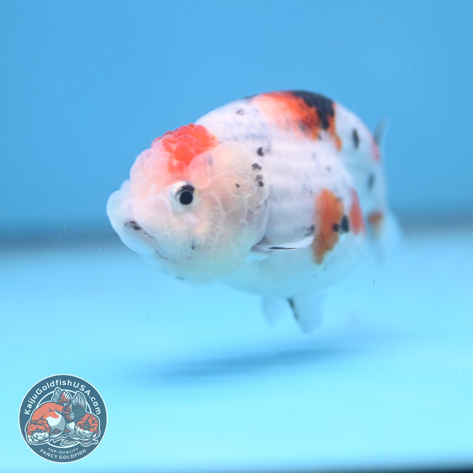Cow Ranchu 3 inch Body (260227_RC03)