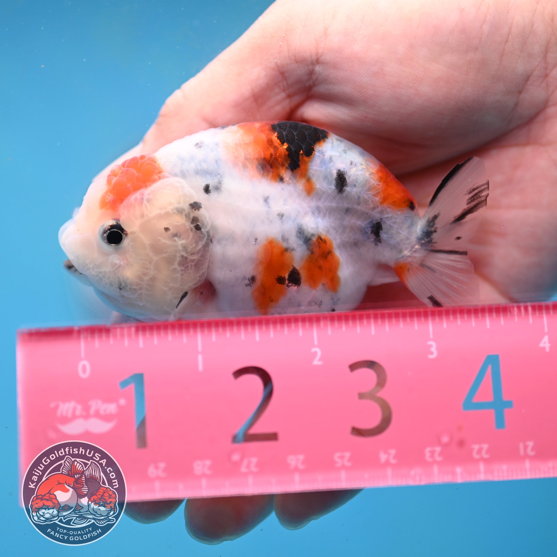 Cow Ranchu 3 inch Body (260227_RC03)