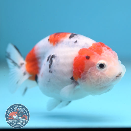 Cow Ranchu 3 inch Body (260227_RC03)
