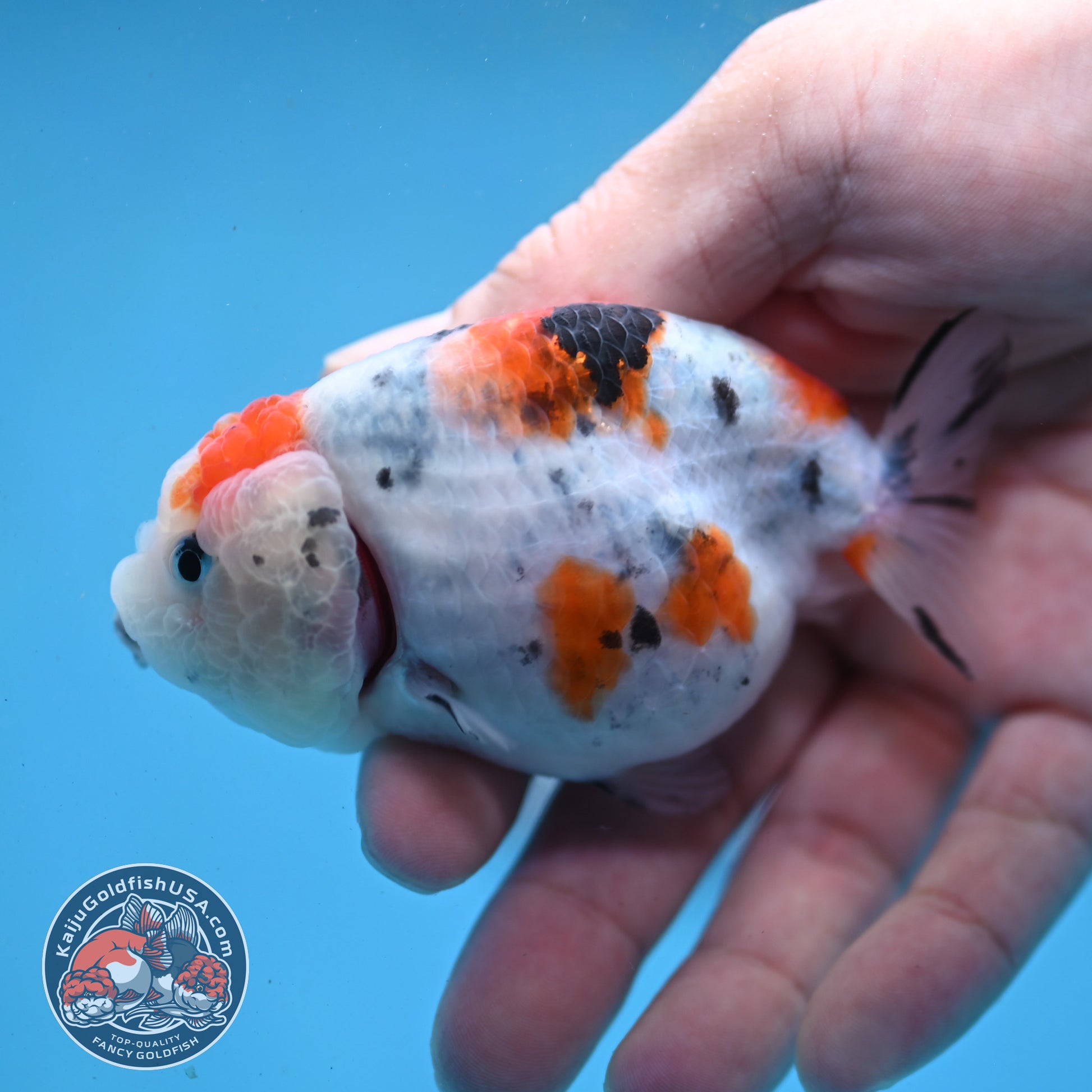 Cow Ranchu 3 inch Body (260227_RC03)