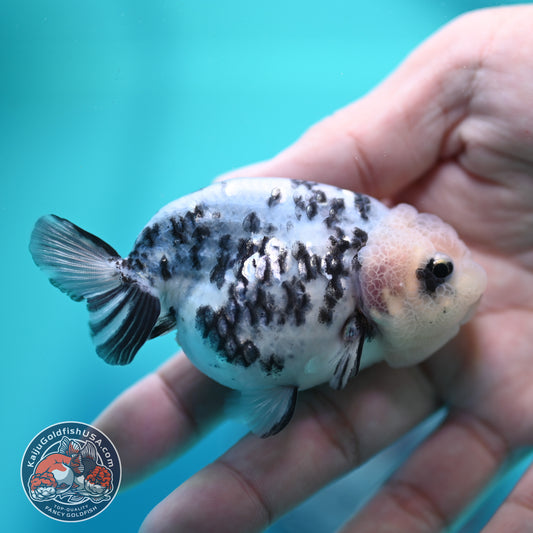 Cow Ranchu 3 inch Body (260508_RC08)