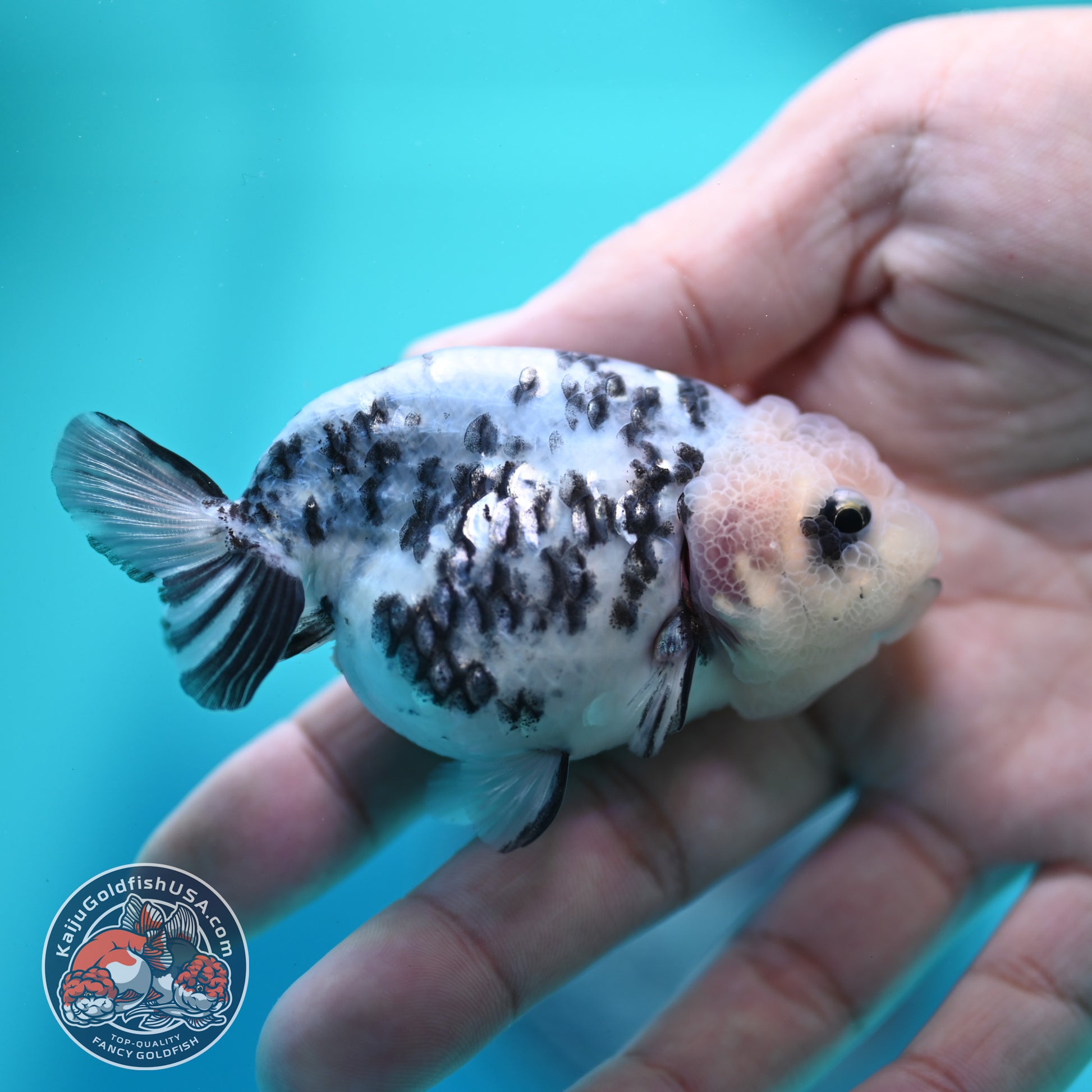Cow Ranchu 3 inch Body (260508_RC08)