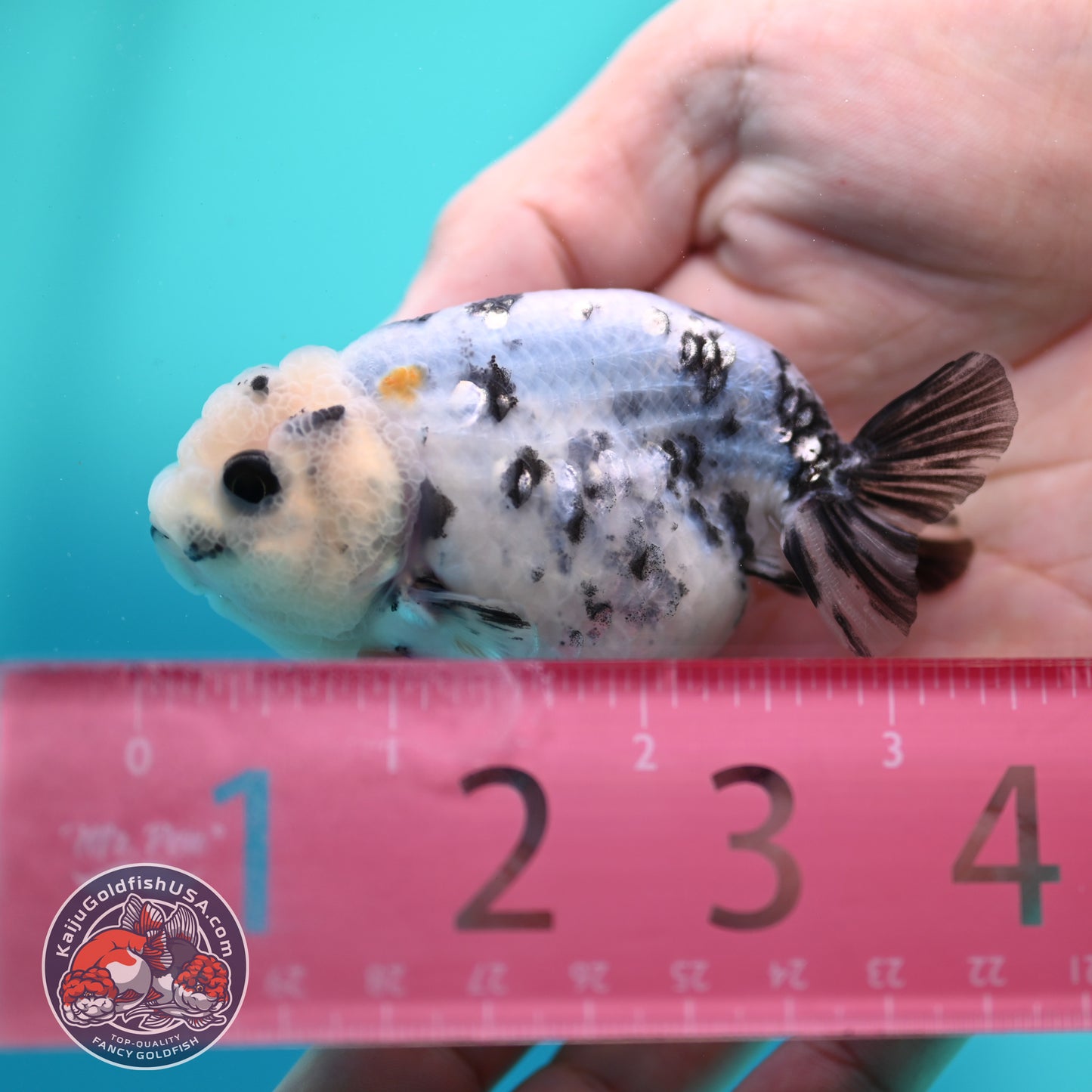 Cow Ranchu 3 inch Body (260508_RC08)