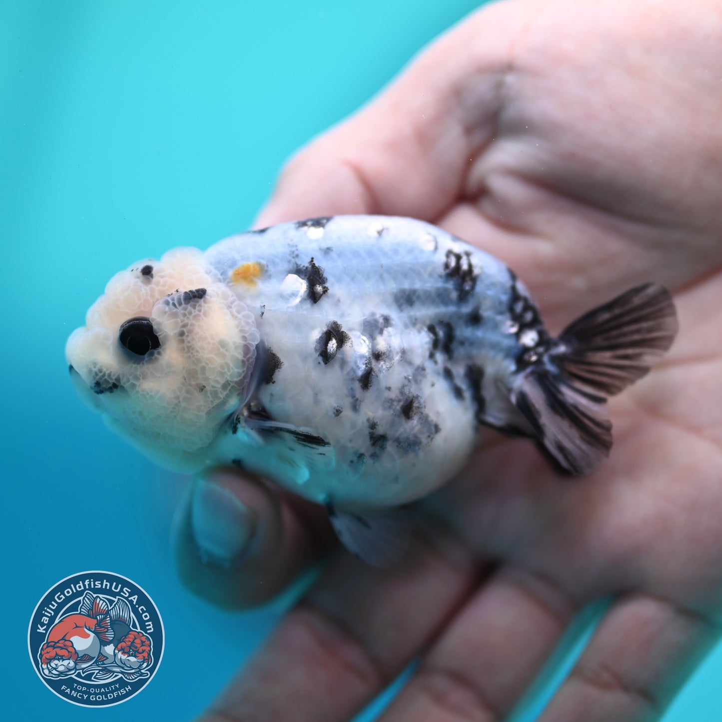 Cow Ranchu 3 inch Body (260508_RC08)