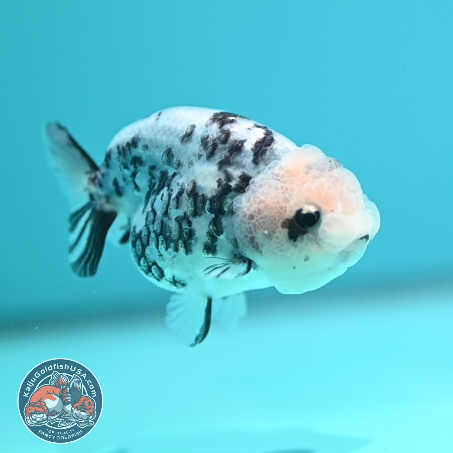 Cow Ranchu 3 inch Body (260508_RC08)