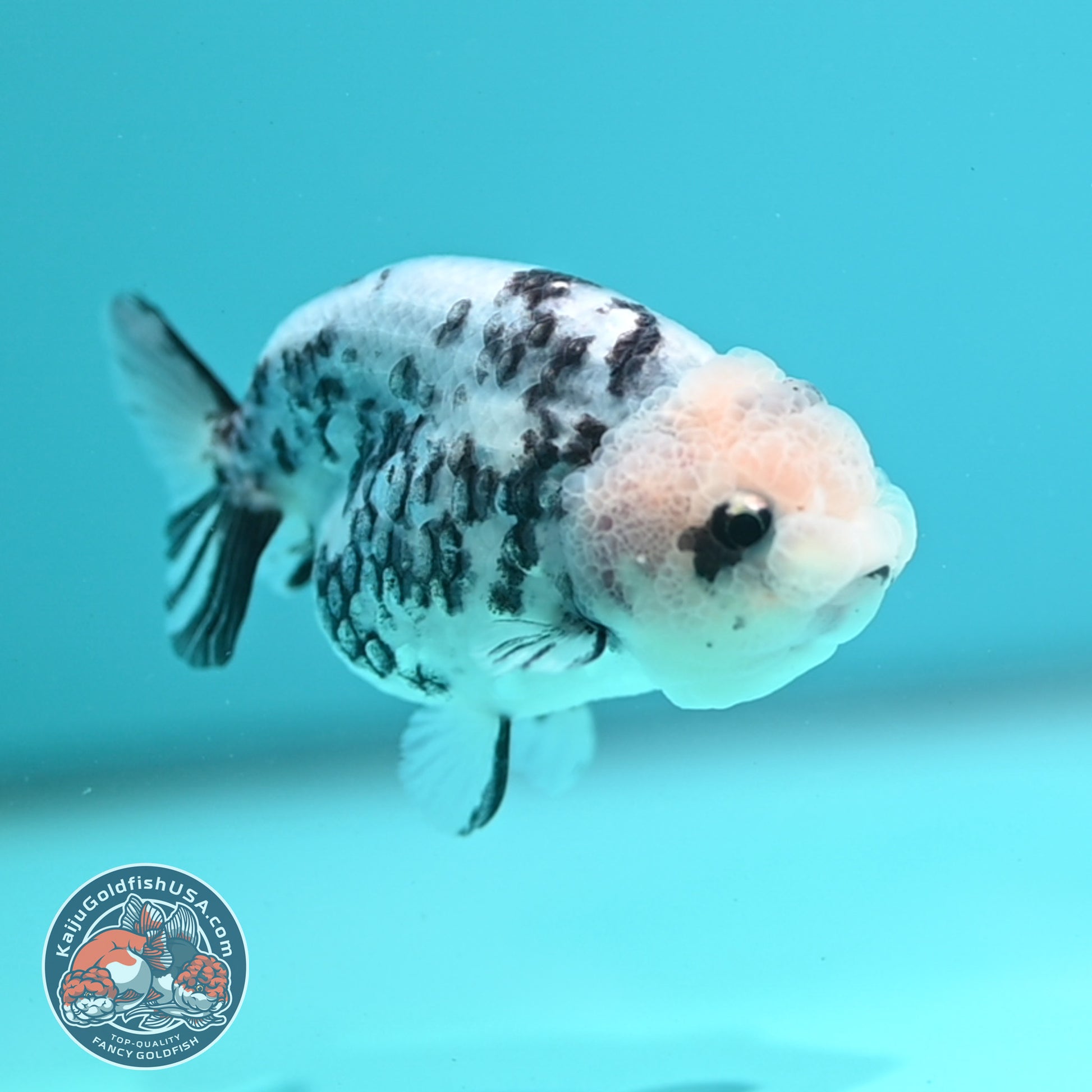 Cow Ranchu 3 inch Body (260508_RC08)