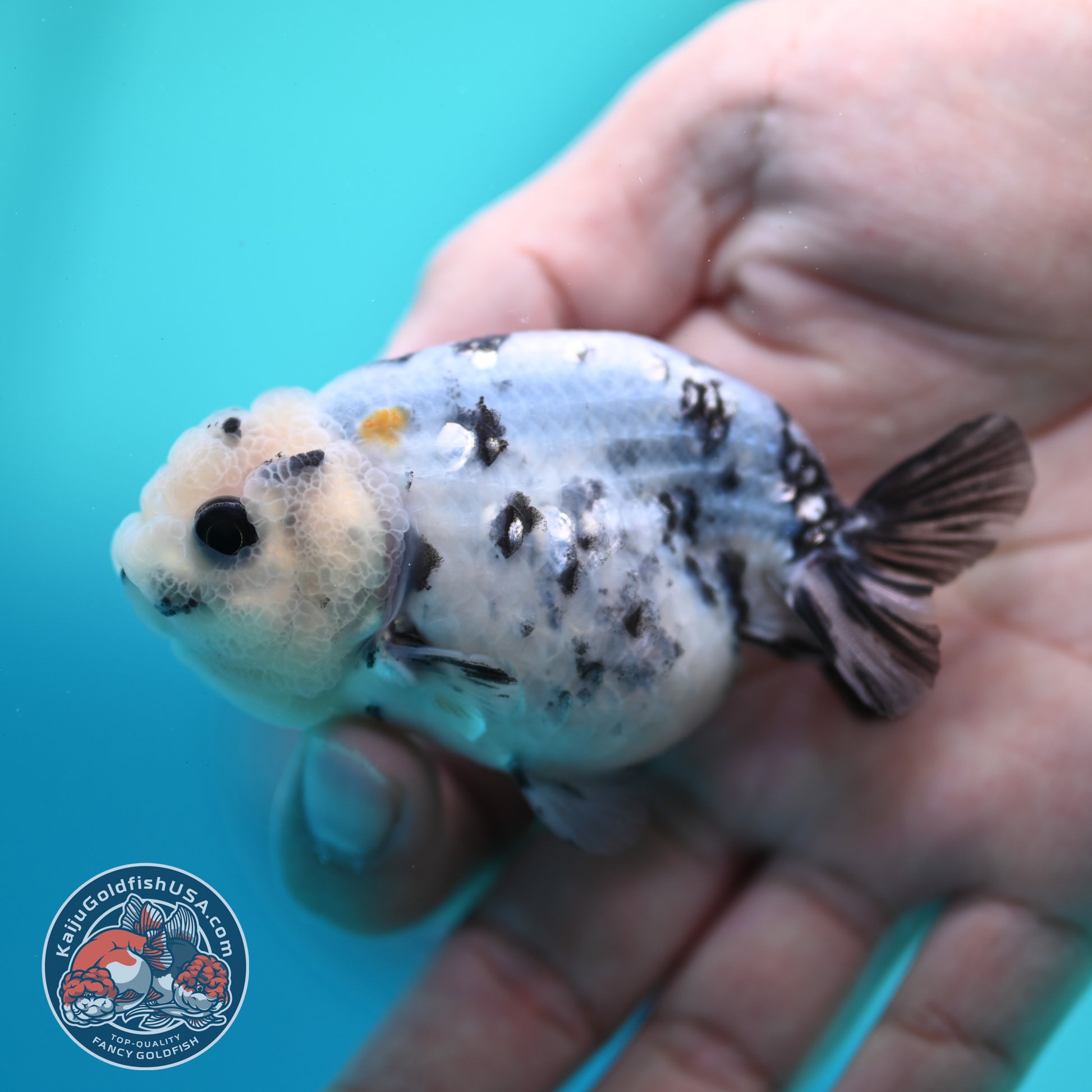 Cow Ranchu 3 inch Body (260508_RC08)