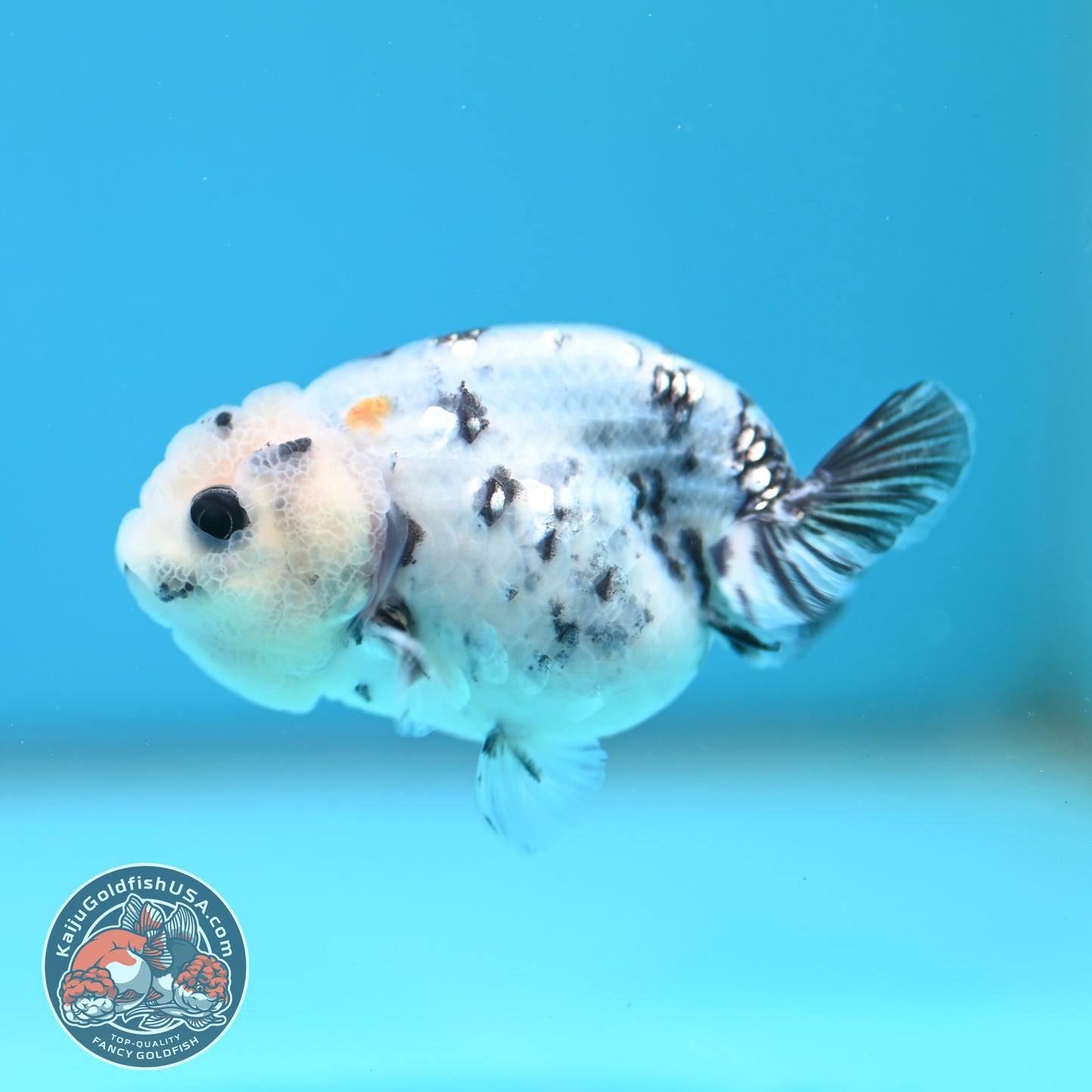 Cow Ranchu 3 inch Body (260508_RC08)