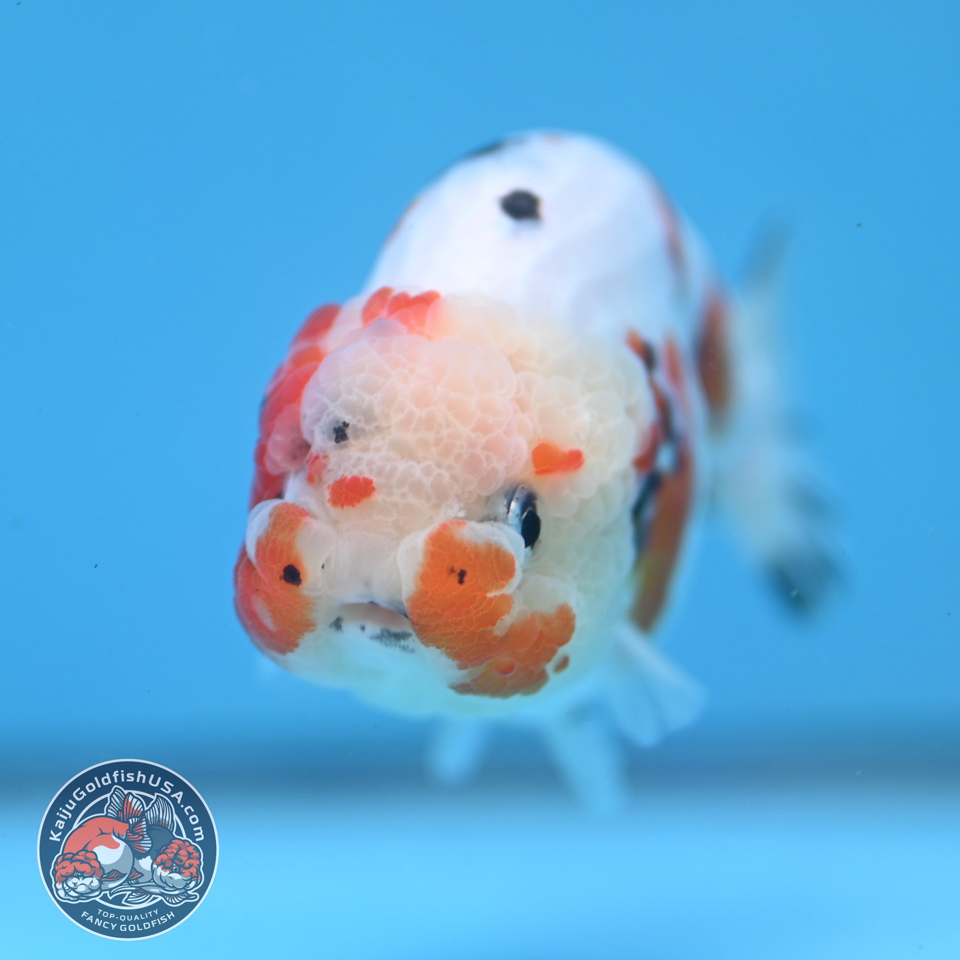 Cow Ranchu 3.8 inch Body (260220_RC12)